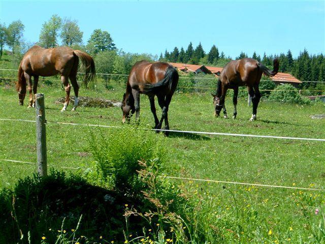 Ferienhaus Mitterdorf 미테르피르미안스로이트 외부 사진
